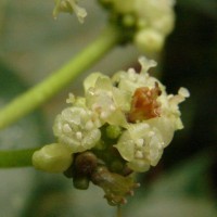 Psychotria nigra var. nigra